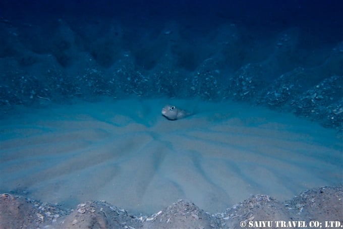 The White-Spotted Pufferfish Circle Formation（Amami Oshima） - Wildlife ...