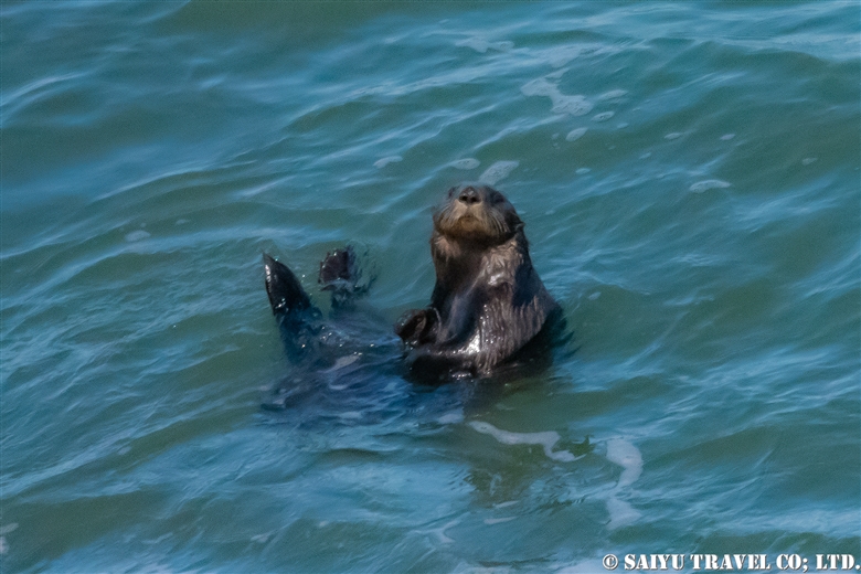 Sea Otters of Eastern Hokkaido WILDLIFEJAPAN SAIYU TRAVEL