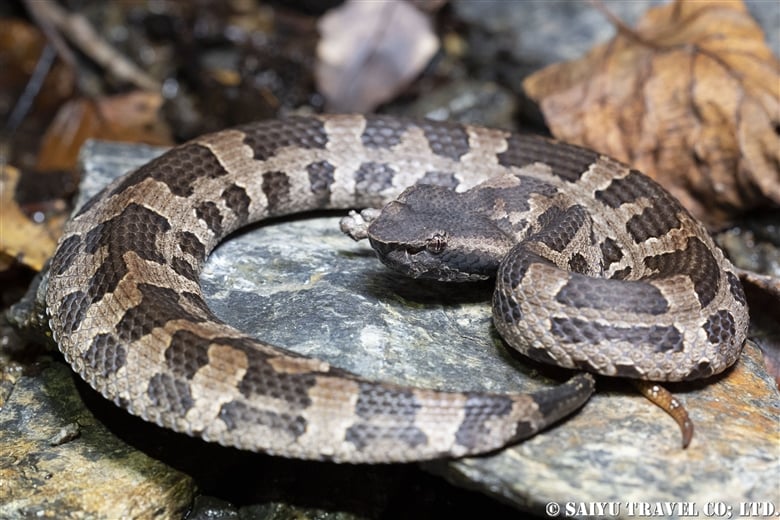 Herping Okinawa Reptiles and Amphibians of Japan Saiyu