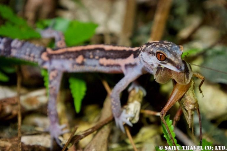 Herping Okinawa Reptiles And Amphibians Of Japan Saiyu