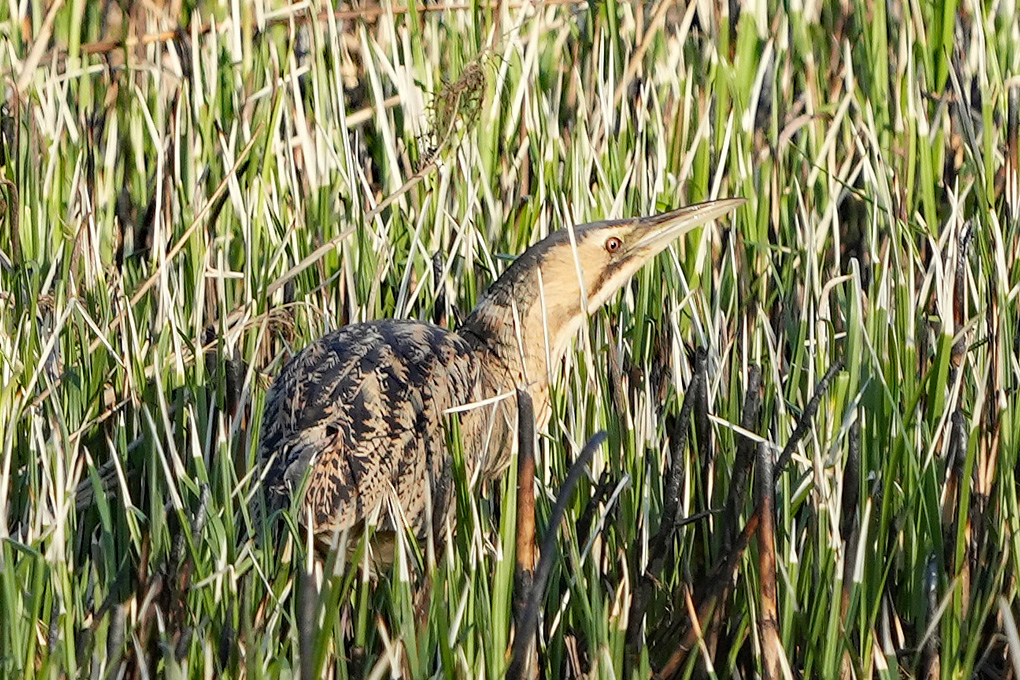 Eurasian Bittern