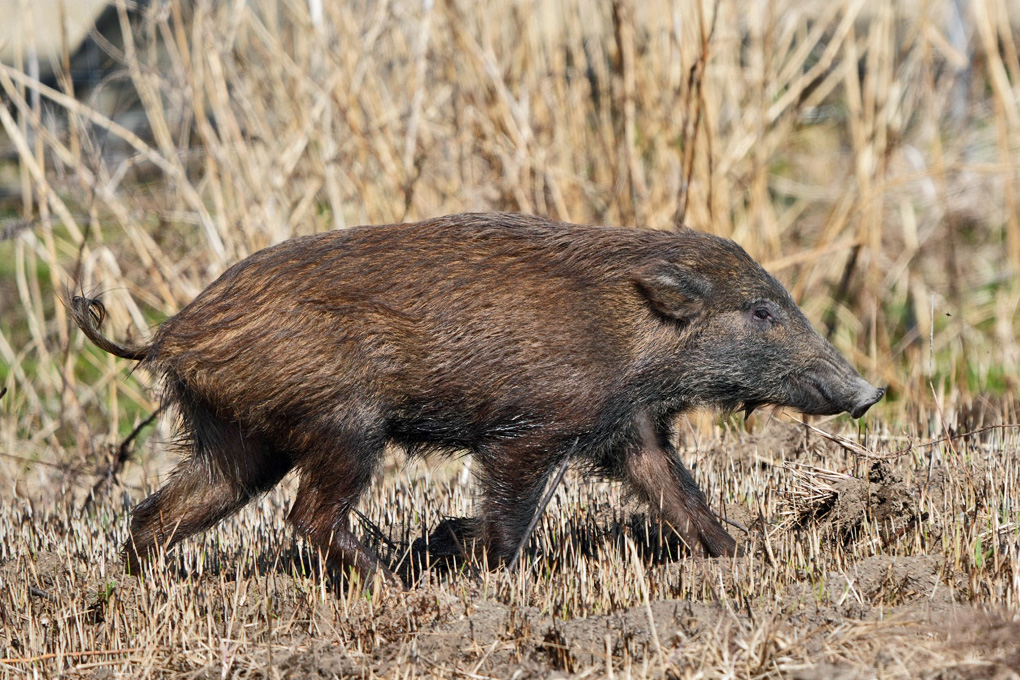 Japanese Boar