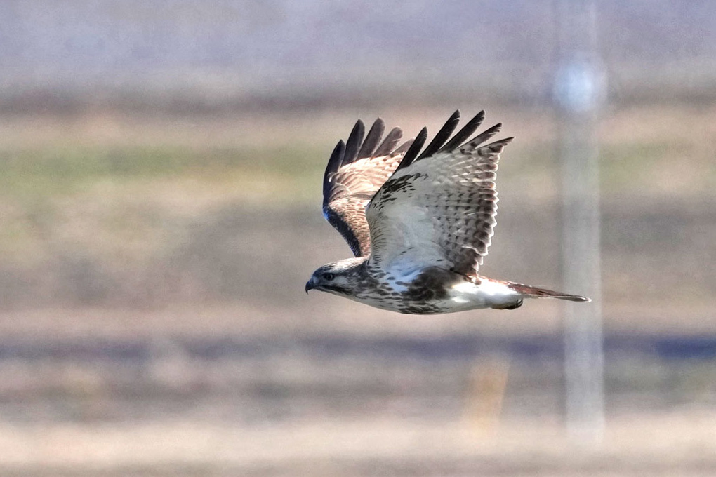 Eastern Buzzard