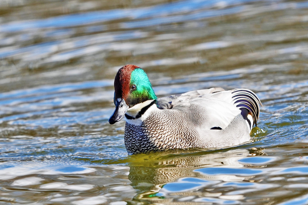 Falcated Duck