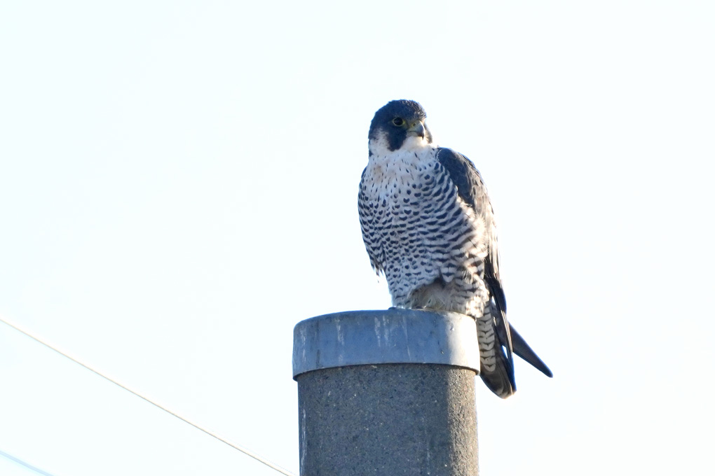 Peregrine Falcon