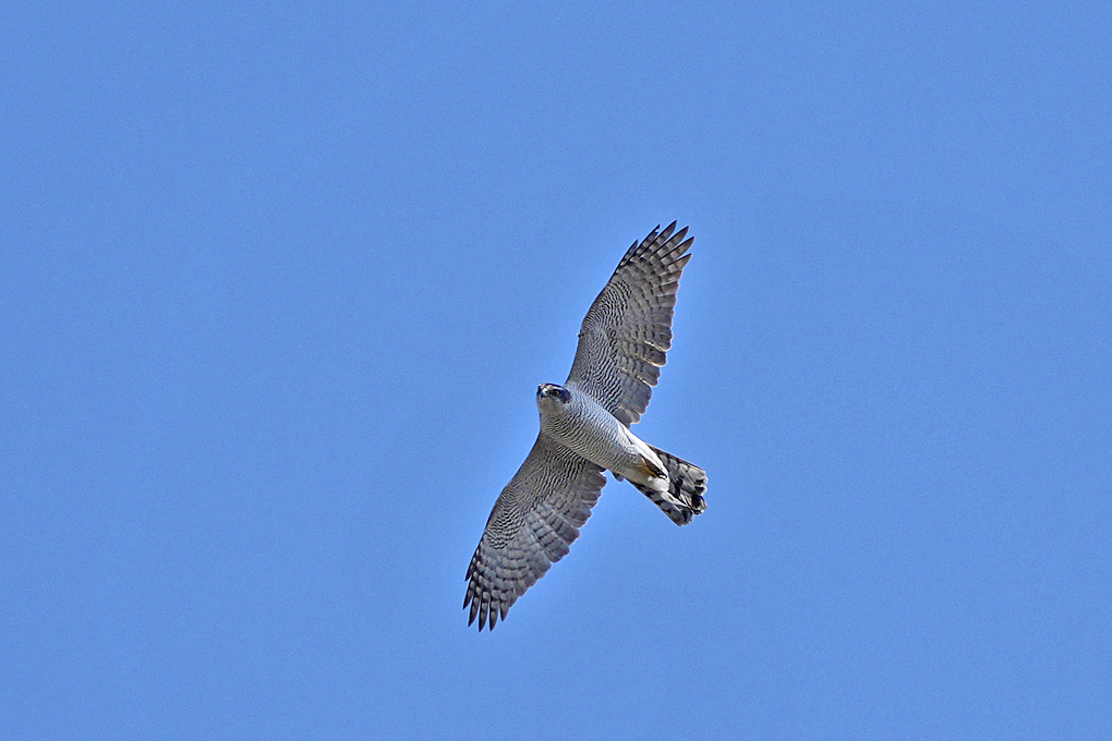 Eurasian Goshawk