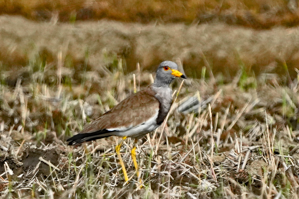 Grey-headed Lapwing