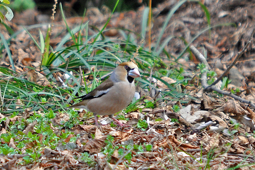 Hawfinch