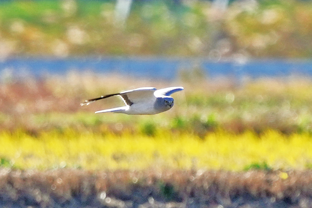 Hen Harrier