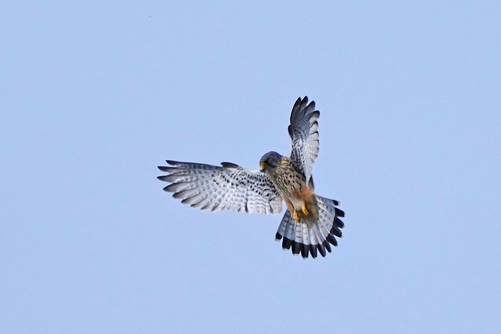 Common Kestrel