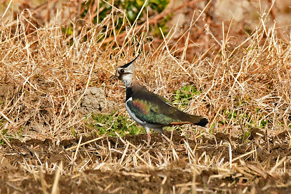 Northern Lapwing