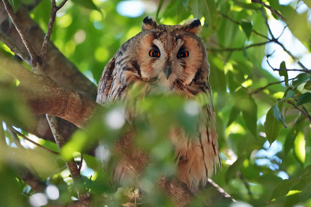 Long-eared Owl