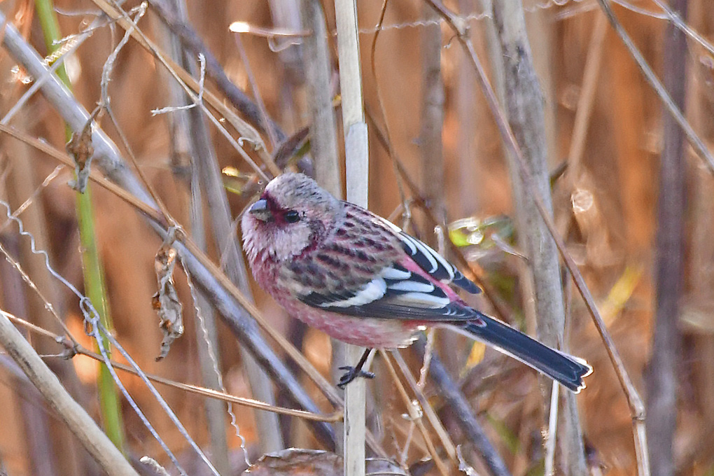 Long-tailed Rosefinch