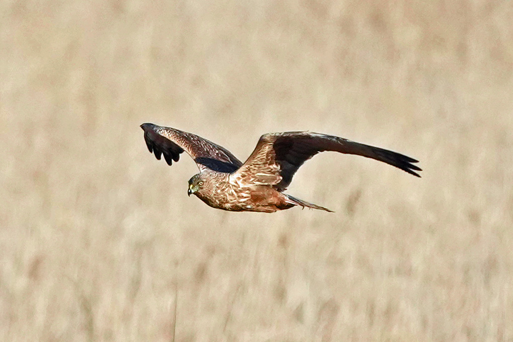 Eastern Marsh Harrier