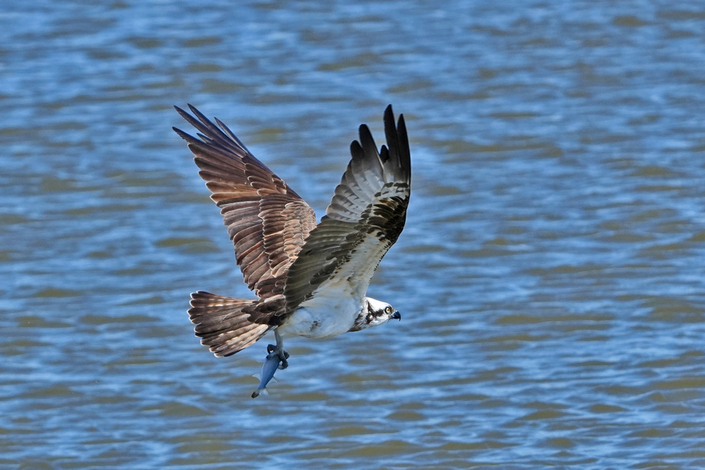 Osprey