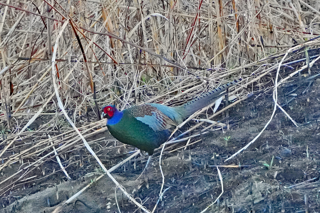 Green Pheasant