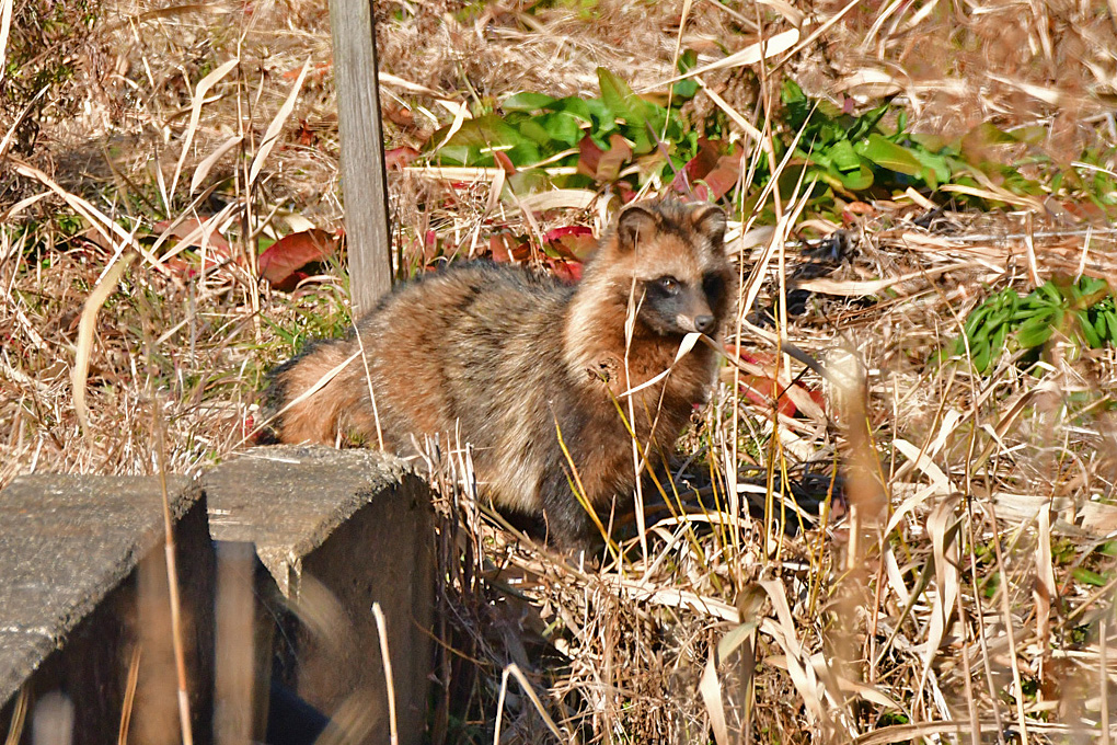 Raccoon Dog