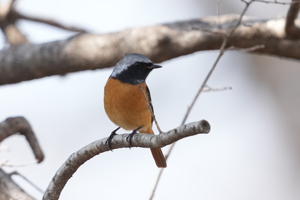 Daurian Redstart