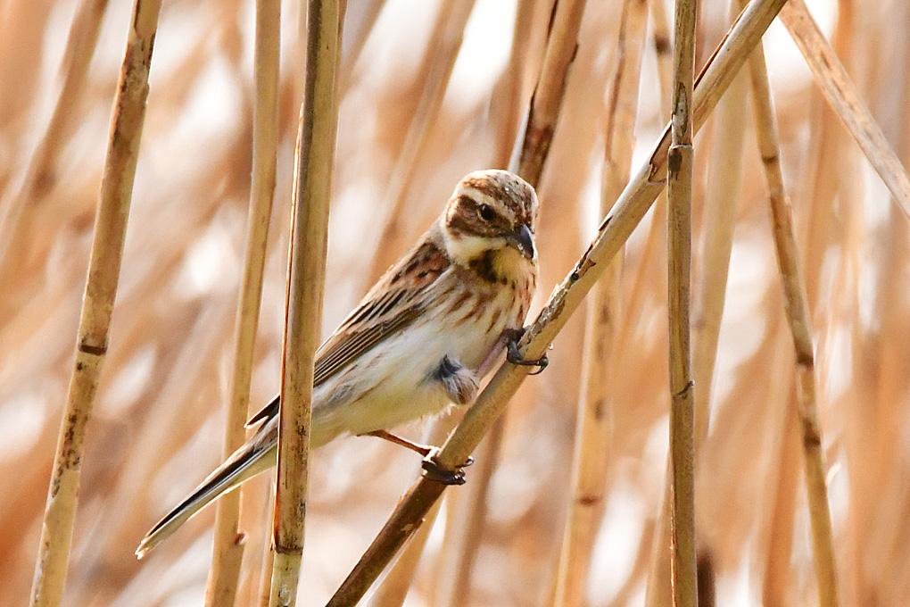 Common Reed Bunting