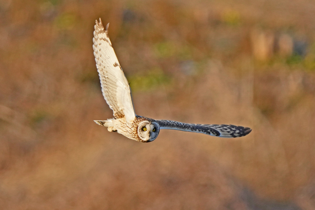 Short-eared Owl