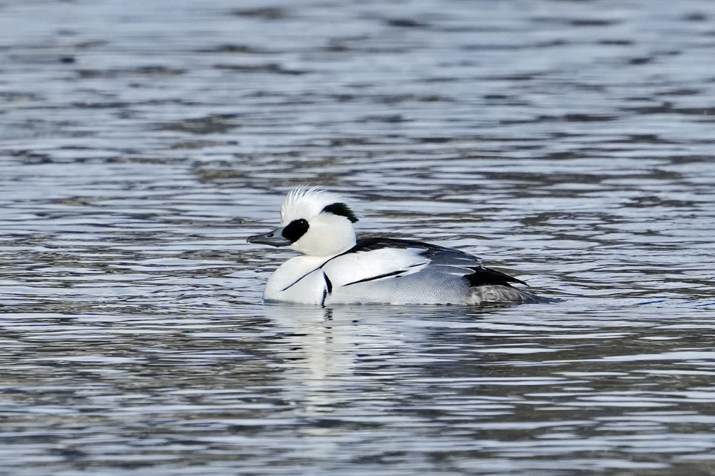 Smew