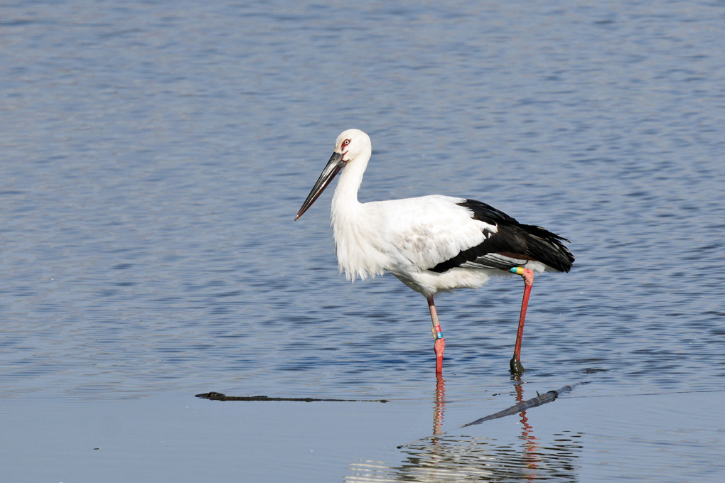 Oriental Stork