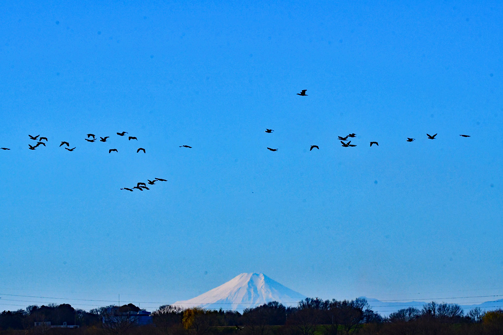 Fuji and a flock of Great Cormorant