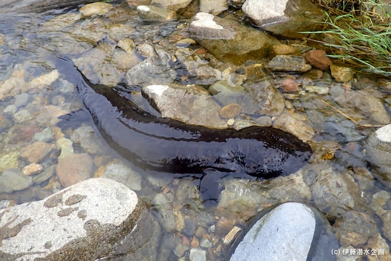 The Wildlife of the Wara River – The Japanese Giant Salamander & Fireflies (Part 1)