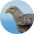 whitetailed sea eagle