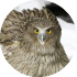 Blakiston's Fish Owl