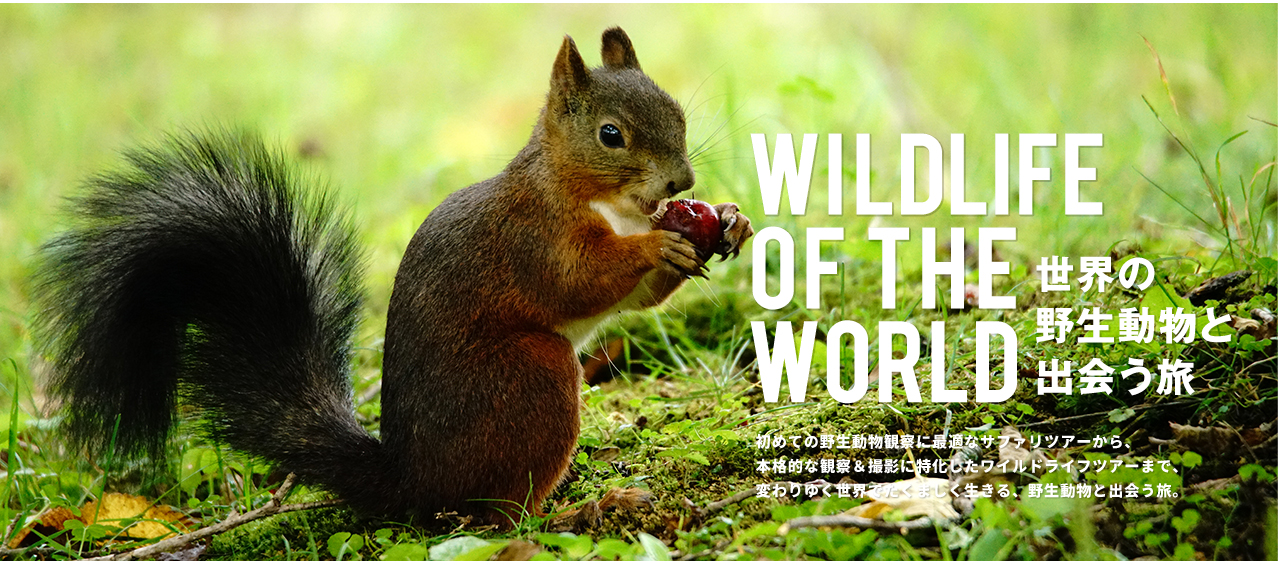 世界の野生動物ツアー特集 Wildlife Of The World 西遊旅行