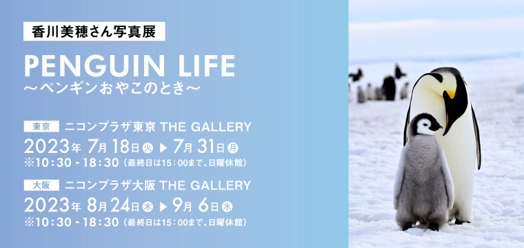 香川美穂さん写真展「PENGUIN LIFE ～ペンギンおやこのとき～」