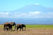 緑の季節・野生の王国ケニアでビッグ５と出会う