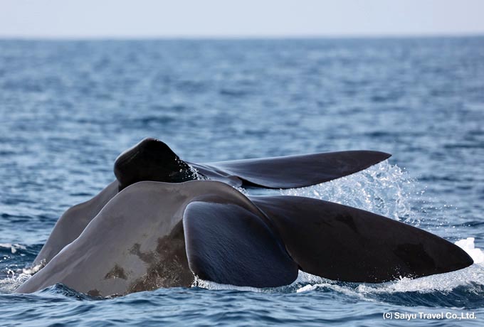 スリランカ クジラたちの海と希少動物の森を訪ねて｜西遊旅行の添乗員