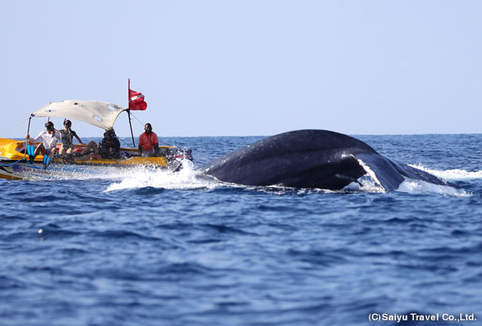 スリランカ クジラたちの海と希少動物の森を訪ねて｜西遊旅行の添乗員