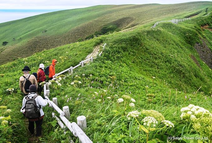 日本最北の秀峰 利尻山登頂と花の浮島 礼文岳ハイキング 西遊旅行の添乗員同行ツアー 147号