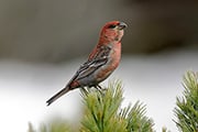 野鳥写真家・戸塚学さん同行 大雪山・旭岳のギンザンマシコ…