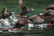 自然写真家・寺沢孝毅さん同行
渡り鳥の季節 天売島とびっきり野鳥講座スペシャル