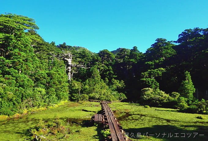 屋久島 照葉樹林の森と花の黒味岳フラワートレッキング 西遊旅行の添乗員同行ツアー 147号