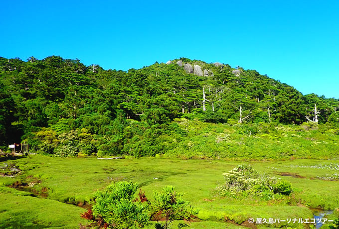 屋久島 照葉樹林の森と花の黒味岳フラワートレッキング 西遊旅行の添乗員同行ツアー 147号