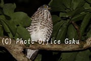 野鳥写真家・戸塚学さん同行 バードフォト企画
秋の奄美大島 アカハラダカの渡りと奄美固有種【5名様限定】