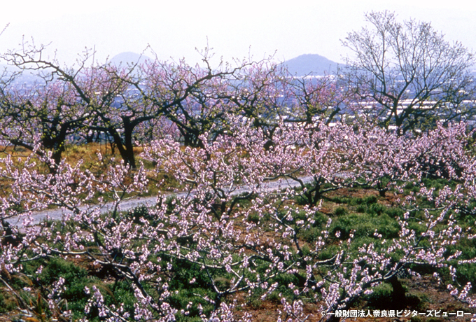 桜咲く吉野山と大和の歴史街道ウォーク 西遊旅行の添乗員同行ツアー 147号
