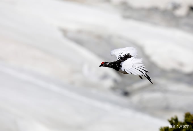 野鳥写真家 戸塚学さん同行 バードフォト企画 立山のライチョウを撮る 6名様限定 西遊旅行の添乗員同行ツアー 147号