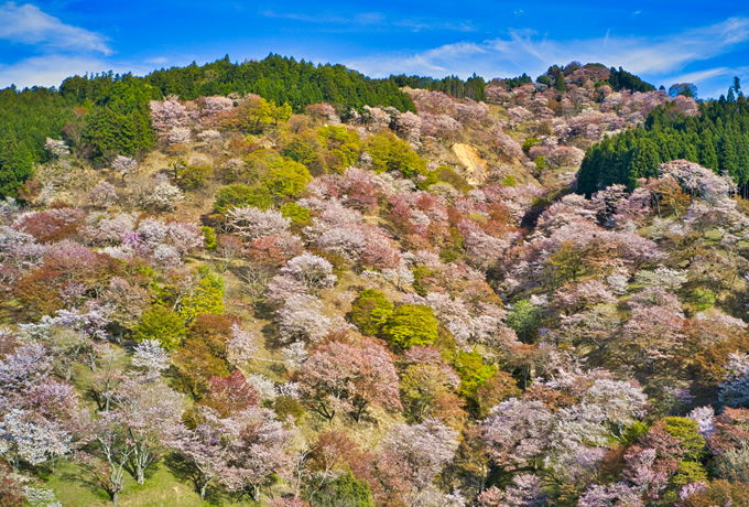 桜の季節に行く 高野山巡礼と吉野山歩き 西遊旅行の添乗員同行ツアー 147号