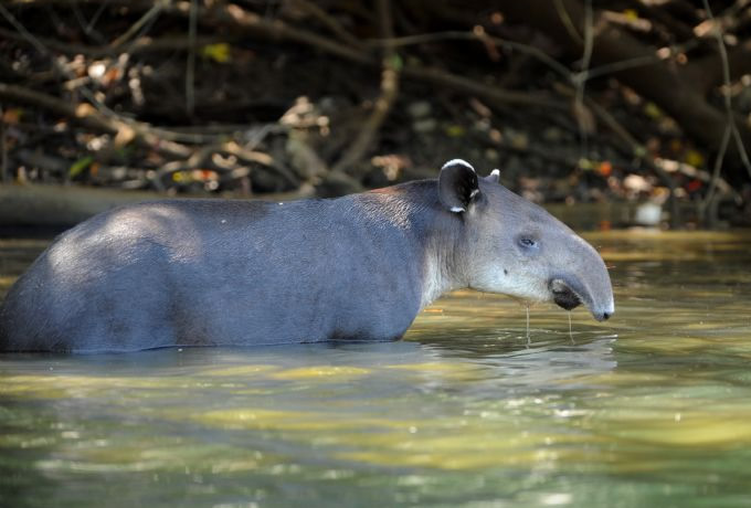 コルコバード国立公園も訪れる コスタリカ自然観察の旅 西遊旅行の添乗員同行ツアー 145号