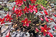 花咲くブランカ山群へ アンデスの固有種 紅色のプカ・マカをもとめて